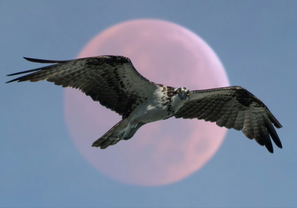 Photo of a bird in flight captured on a telephoto lens against the moon