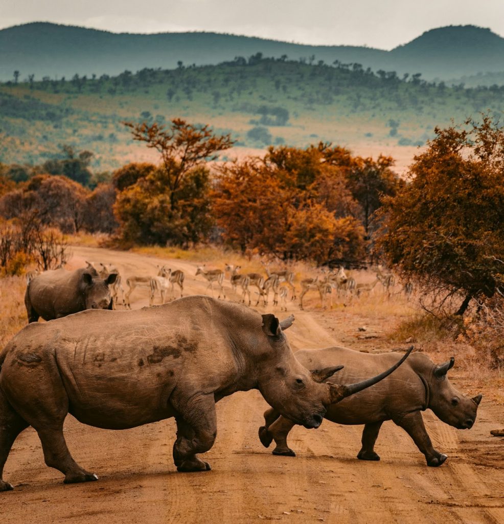 Rhinos on safari capture on a telephoto lens