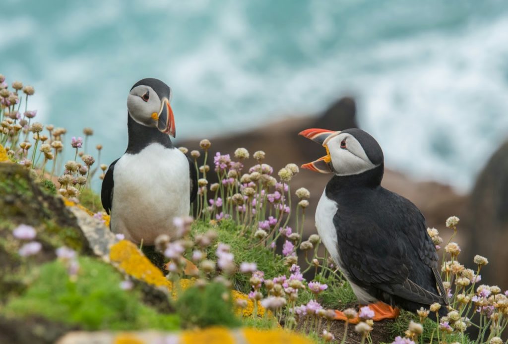Puffins on Skomer island captured with a telephoto lens