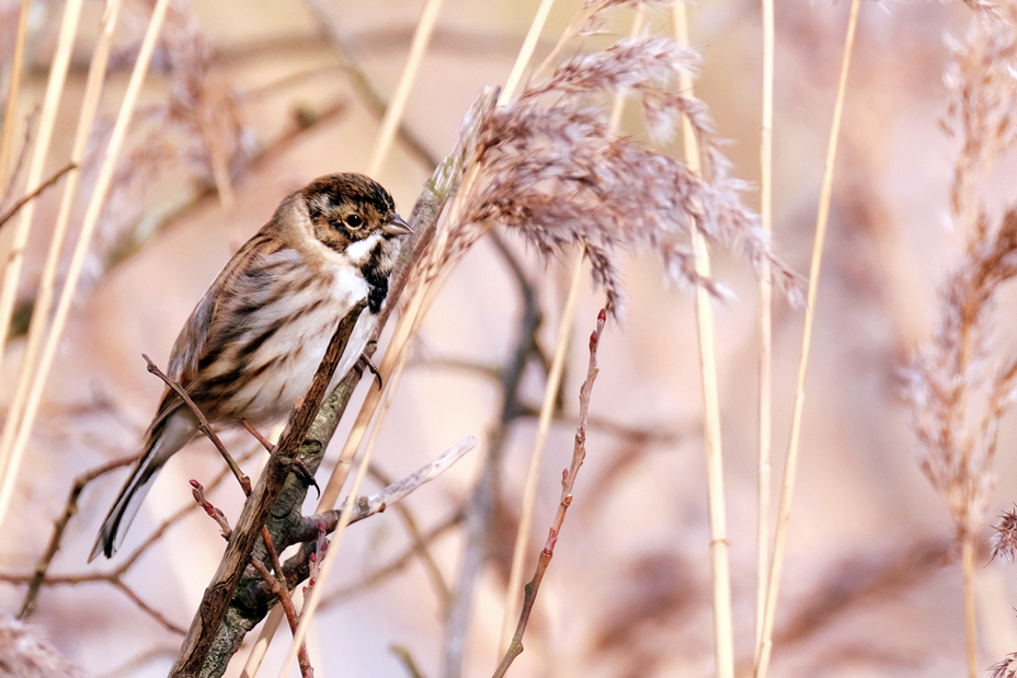 FUJINON 100-400 BIRD PHOTOGRAPHY