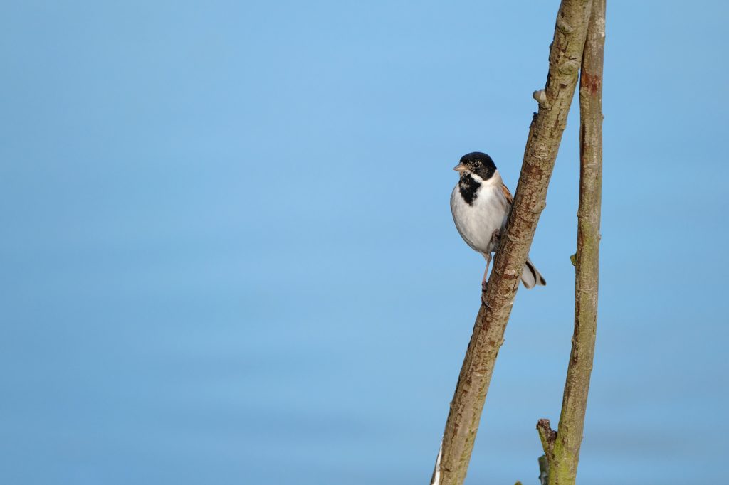 Bird photography with Fujinon 100-400mm
