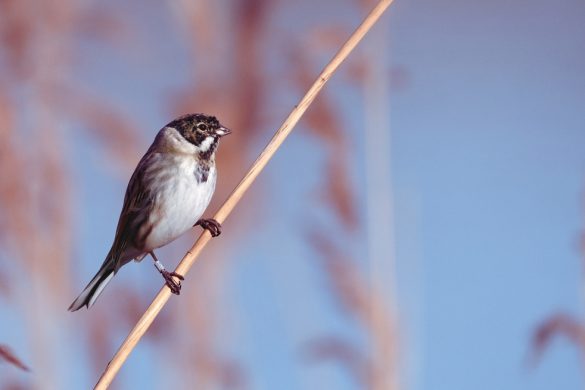 Bird photography with Fujinon 100-400mm